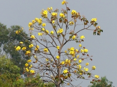 Cochlospermum religiosum