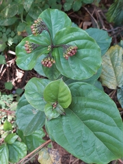 Clerodendrum splendens