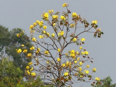 Cochlospermum religiosum