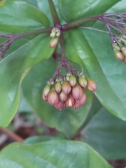 Clerodendrum splendens