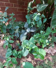 Clerodendrum splendens