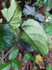 Clerodendrum splendens