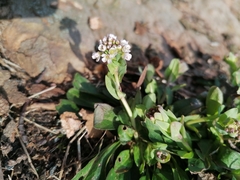 Noccaea caerulescens