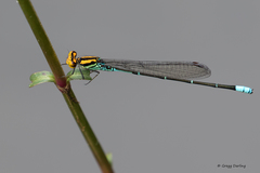 Pseudagrion punctum