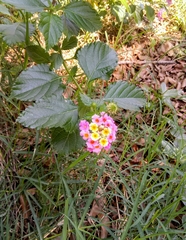 Lantana camara