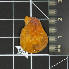 Talochlamys multistriata