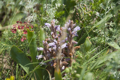 Phelipanche caesia