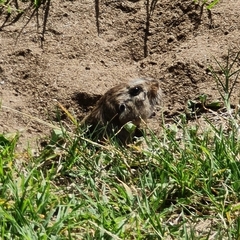 Ctenomys