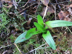 Anacamptis pyramidalis