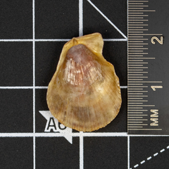 Talochlamys multistriata