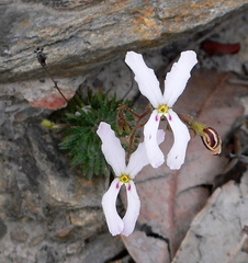 Stylidium spinulosum