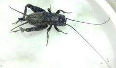 Modicogryllus