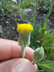 Senecio asperulus