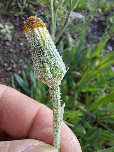 Image of Senecio asperulus by (c) Manuel R Popp, some rights reserved (CC BY)