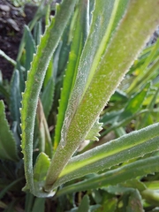 Senecio asperulus