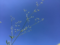 Pfaffia glomerata