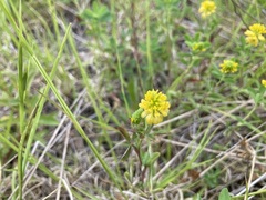 Trifolium aureum