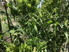 Pfaffia glomerata