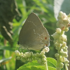 Strephonota ambrax