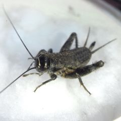 Modicogryllus