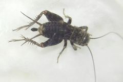 Modicogryllus
