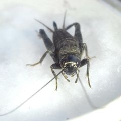 Modicogryllus