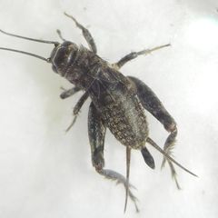 Modicogryllus