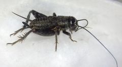 Modicogryllus
