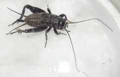 Modicogryllus
