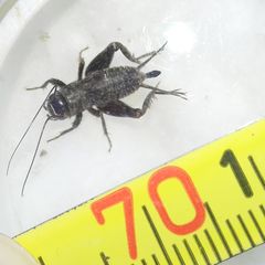 Modicogryllus