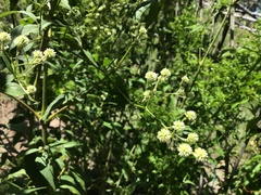 Pfaffia glomerata