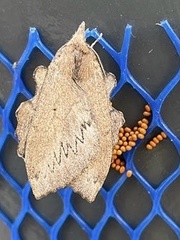 Rhinobombyx cuneata