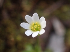 Draba praecox
