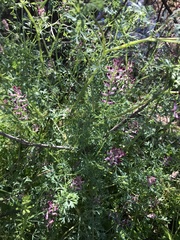 Fumaria officinalis officinalis