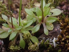 Draba praecox