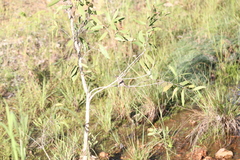 Myzomela erythrocephala