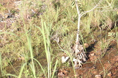 Myzomela erythrocephala