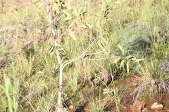 Myzomela erythrocephala