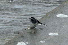 Motacilla alba