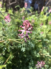 Fumaria officinalis officinalis