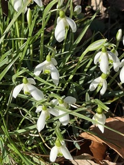 Galanthus nivalis