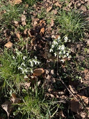Galanthus nivalis