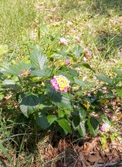 Lantana camara
