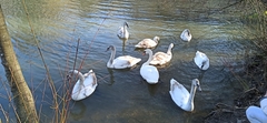 Cygnus olor