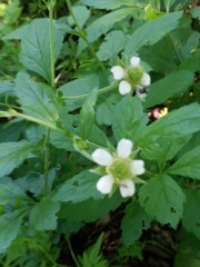 Geum canadense camporum