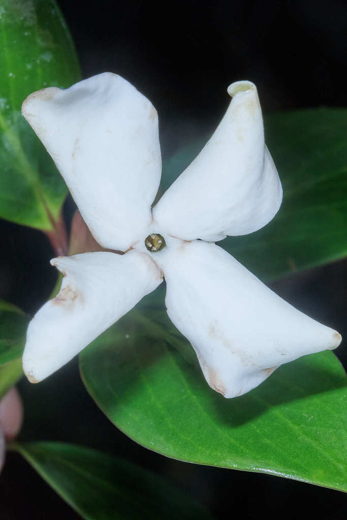 Hillia tetrandra