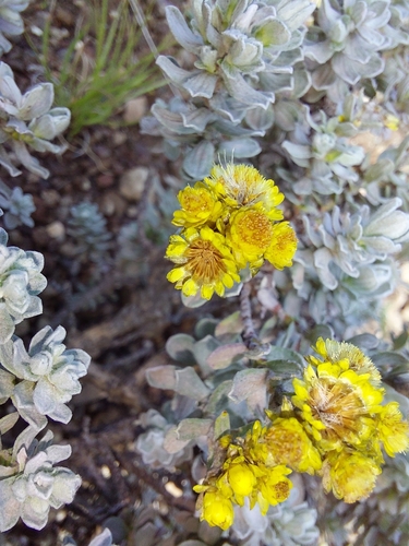 Social Everlasting (Helichrysum trilineatum)