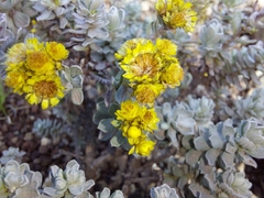 Helichrysum trilineatum