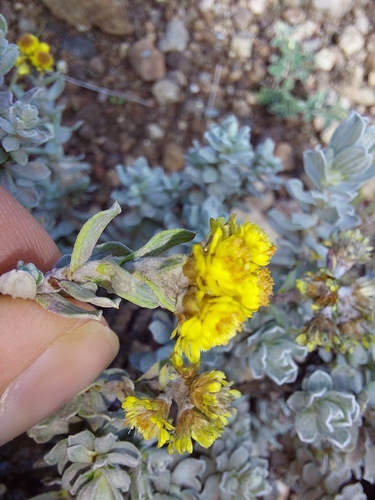 Helichrysum trilineatum, photograph 5
