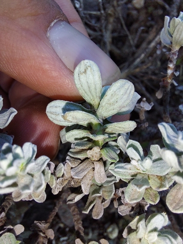 Helichrysum trilineatum, photograph 6